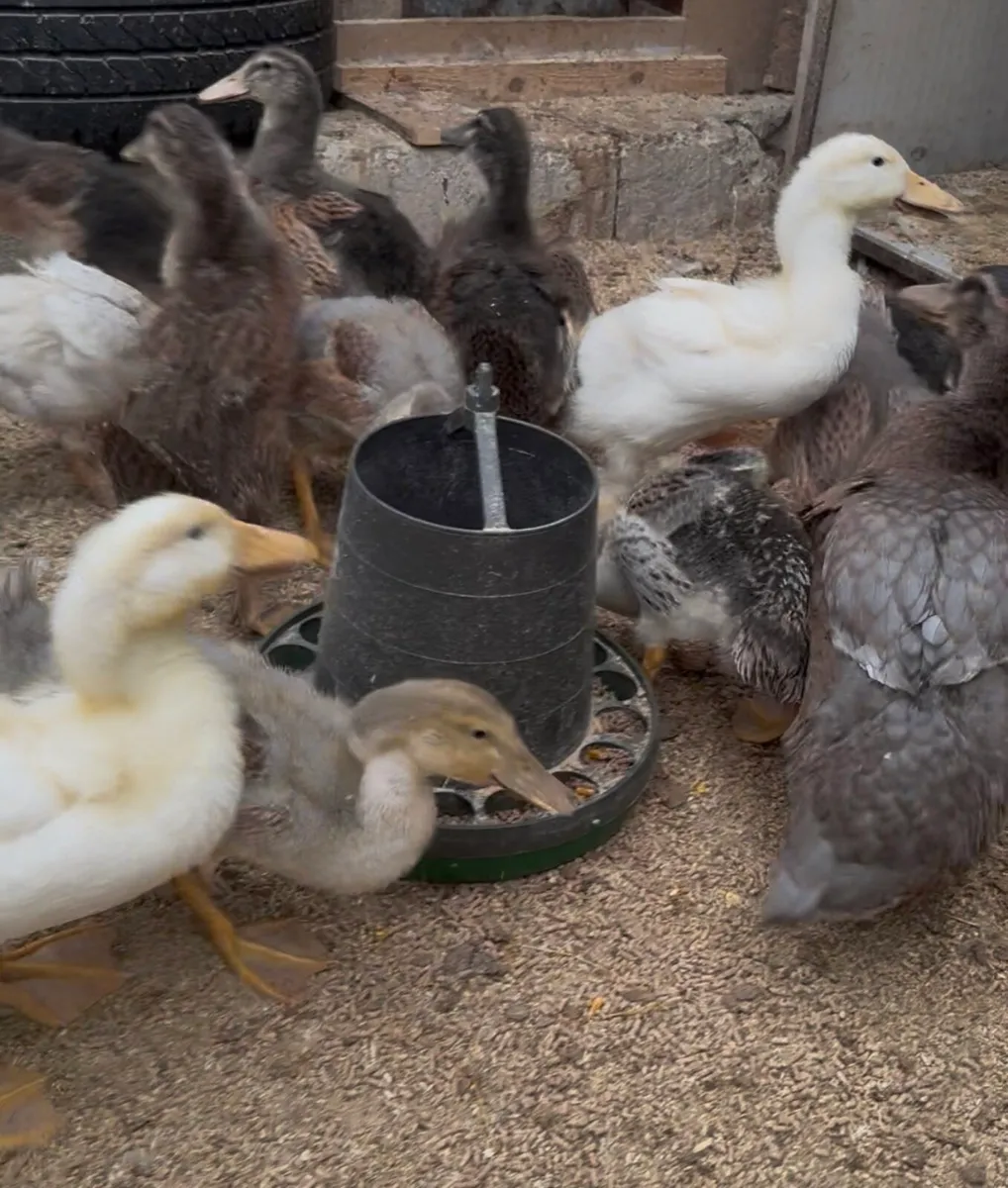 Ducks and American Brahamas chicks - Image 1