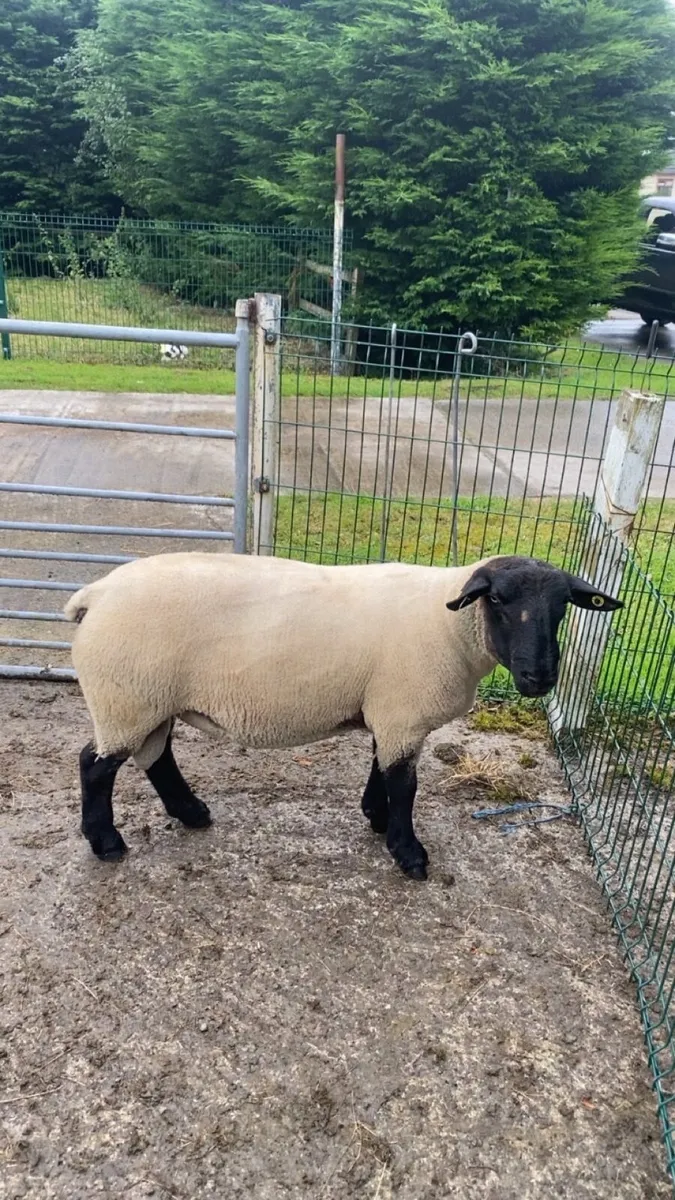 Suffolk ram - Image 1
