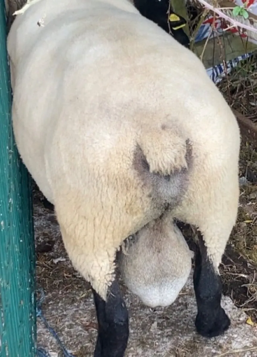 Suffolk ram - Image 3
