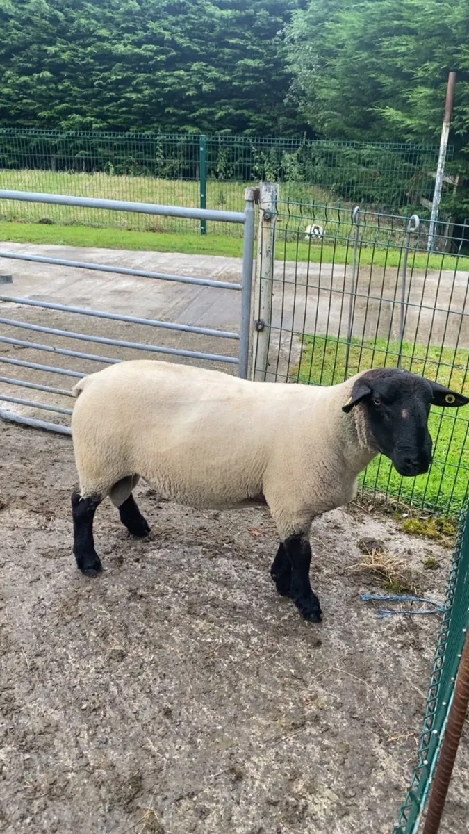 Suffolk ram - Image 2