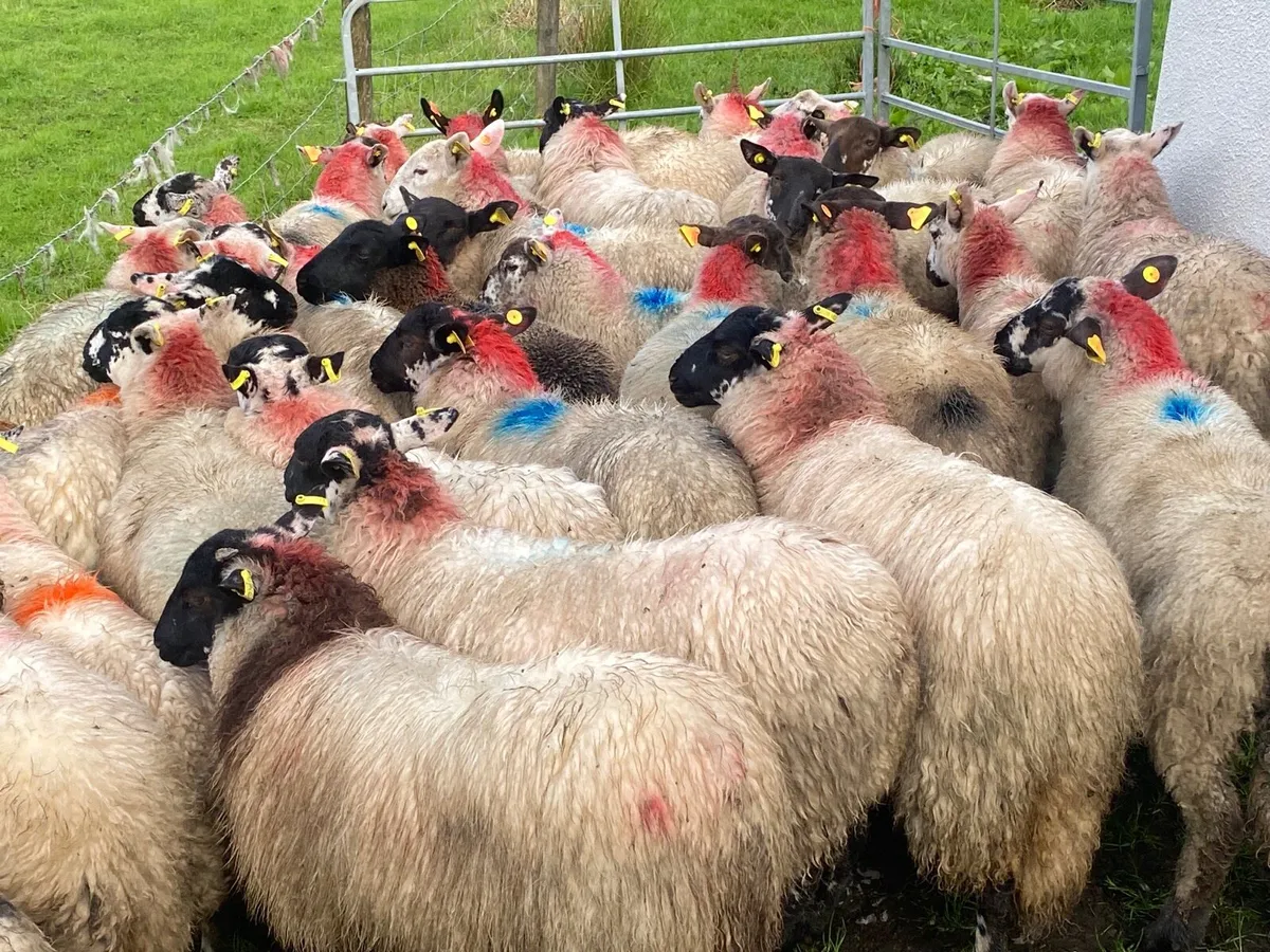 35 Super Ewe Lambs - Image 2