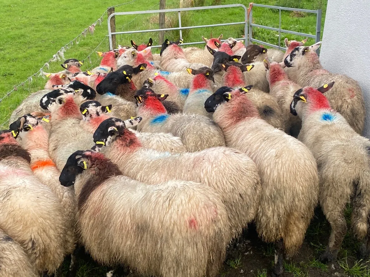 35 Super Ewe Lambs - Image 3