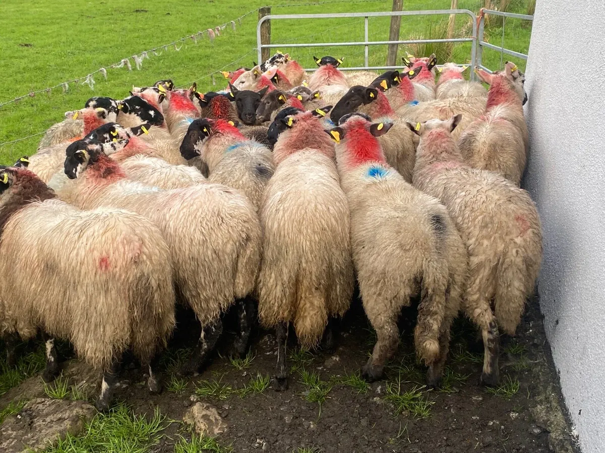 35 Super Ewe Lambs - Image 4