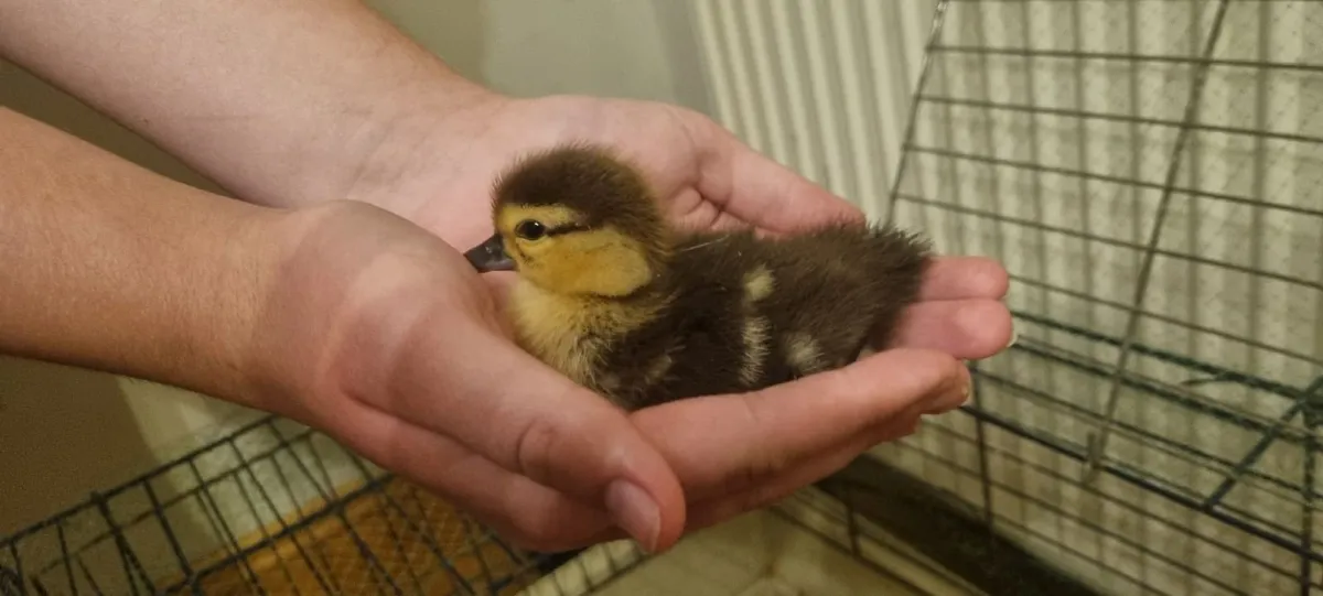 Muscovy Ducklings - Image 2