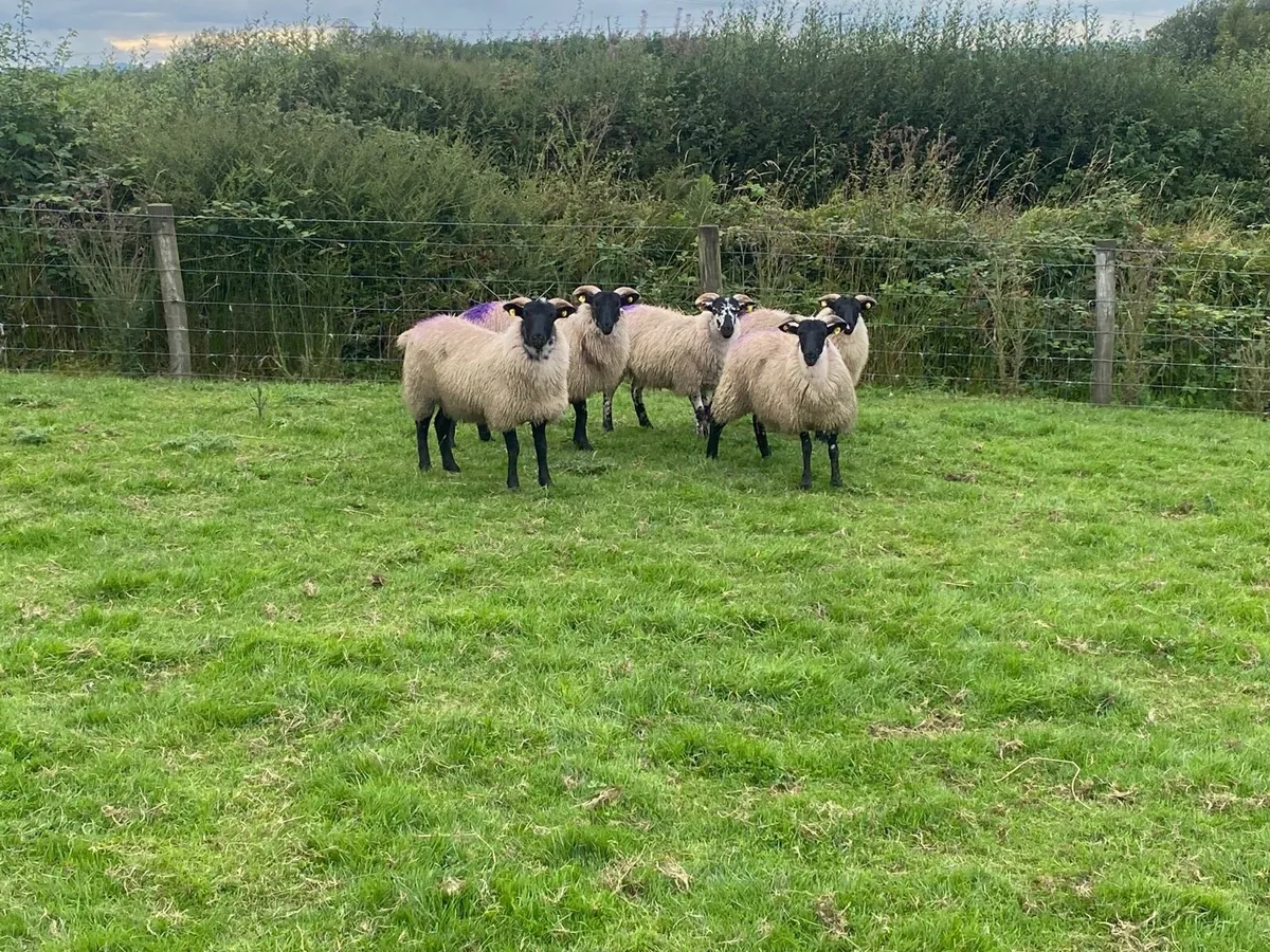 5 Smashing Horned Ewe Lambs - Image 1