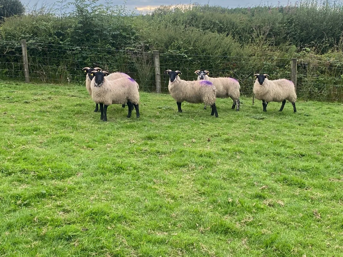 5 Smashing Horned Ewe Lambs - Image 3