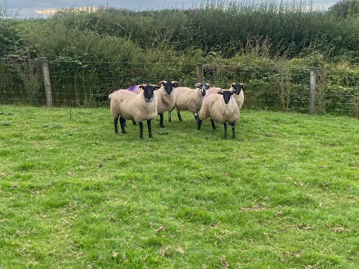 5 Smashing Horned Ewe Lambs - Image 2