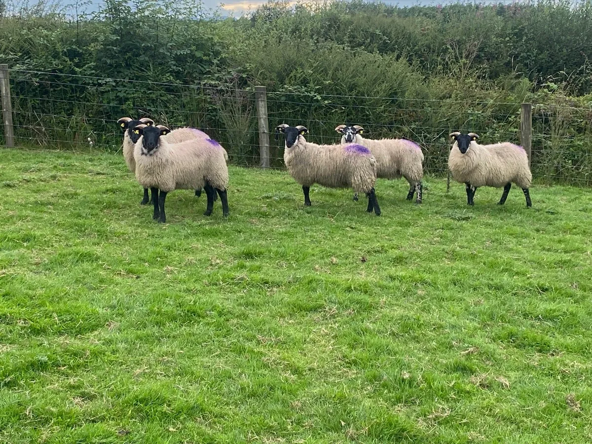 5 Smashing Horned Ewe Lambs - Image 4