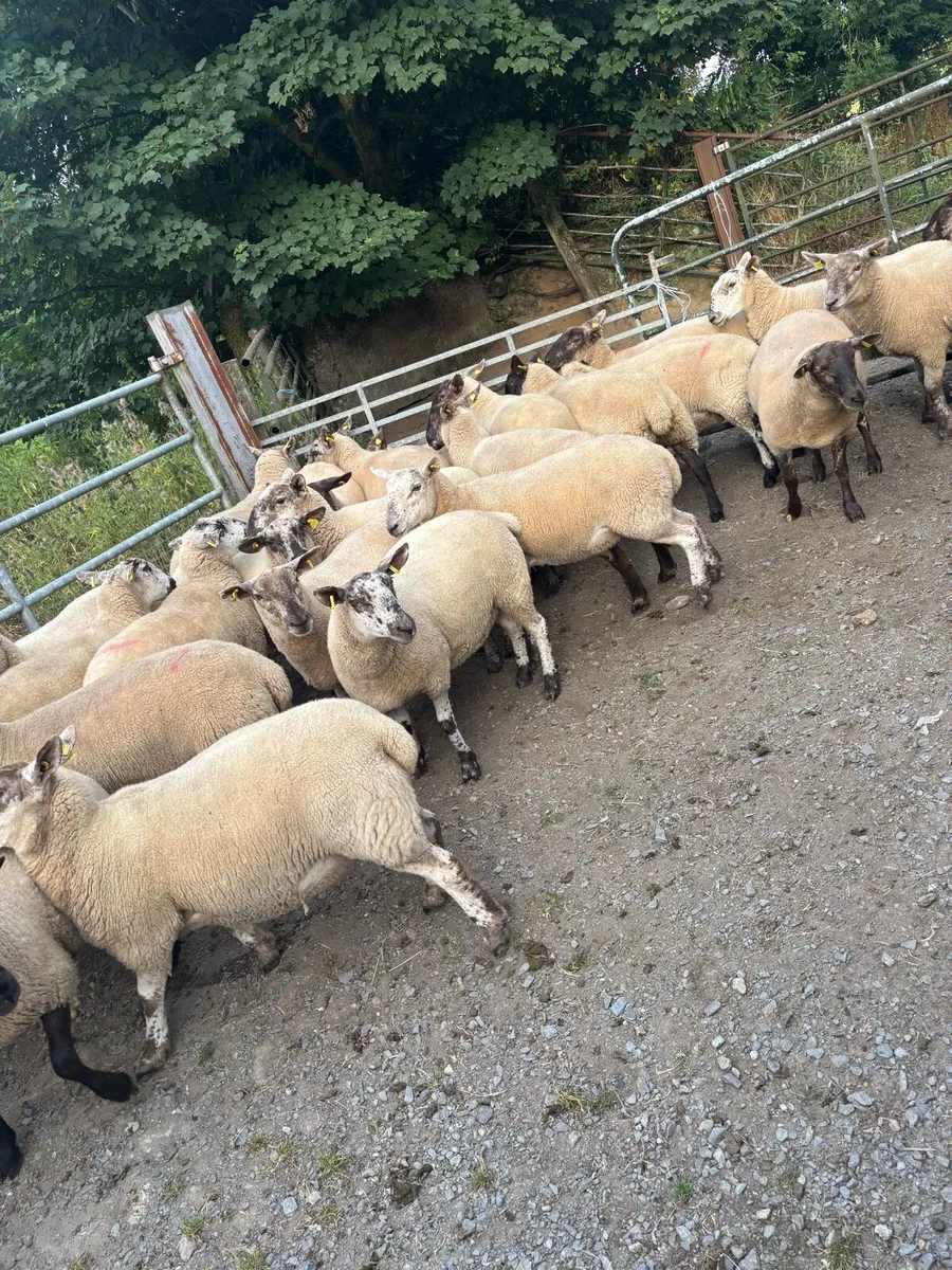 Suffolk Cross Hgt Ewes - Image 2