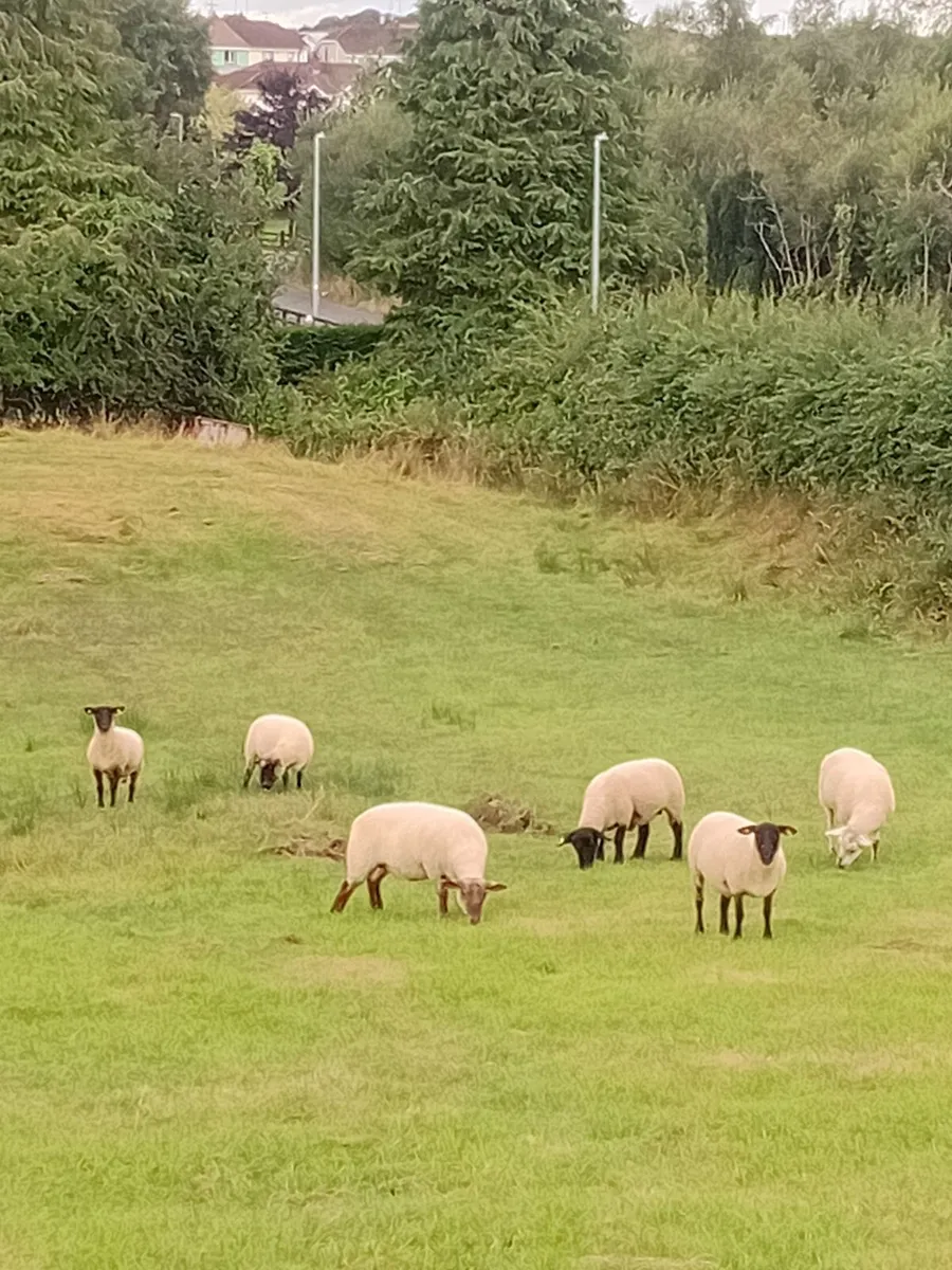 Sheep - Image 1