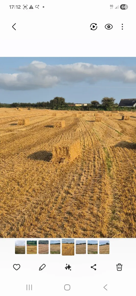 Barley Straw for Sale