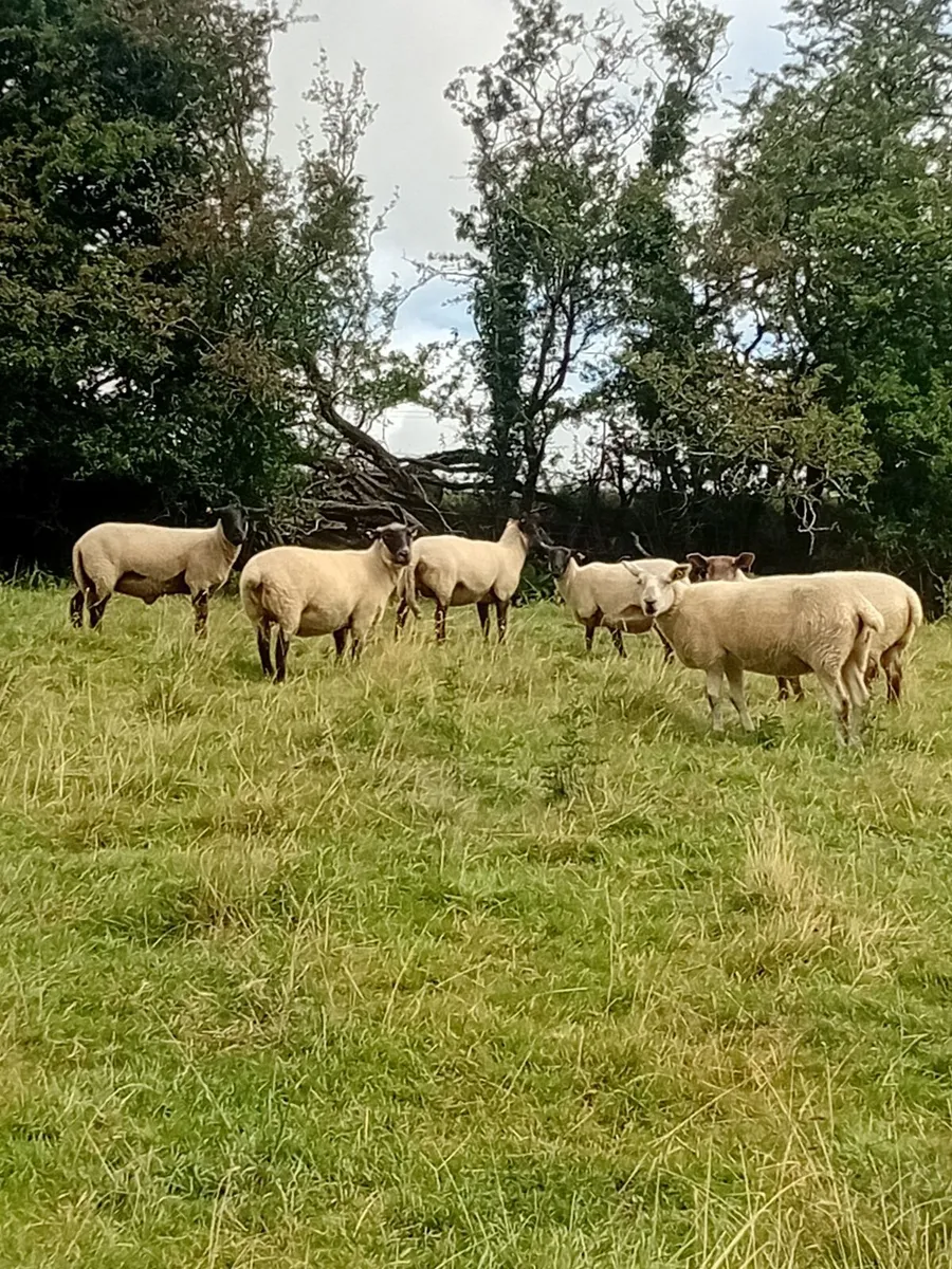 Sheep - Image 2