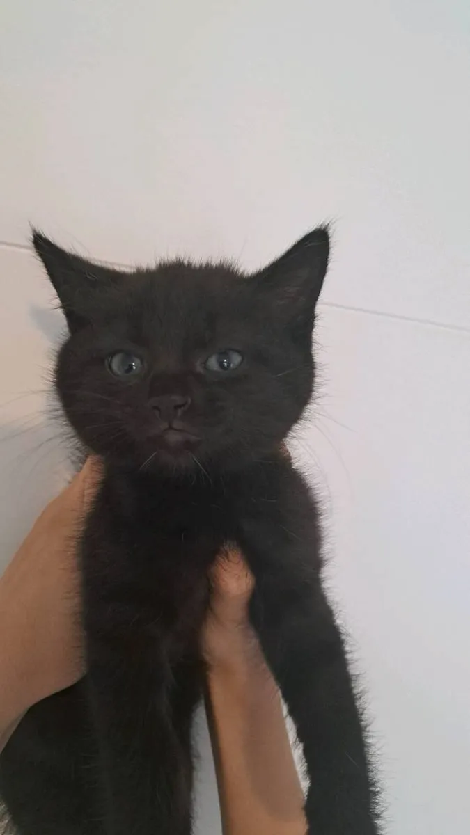 Kittens - Image 2