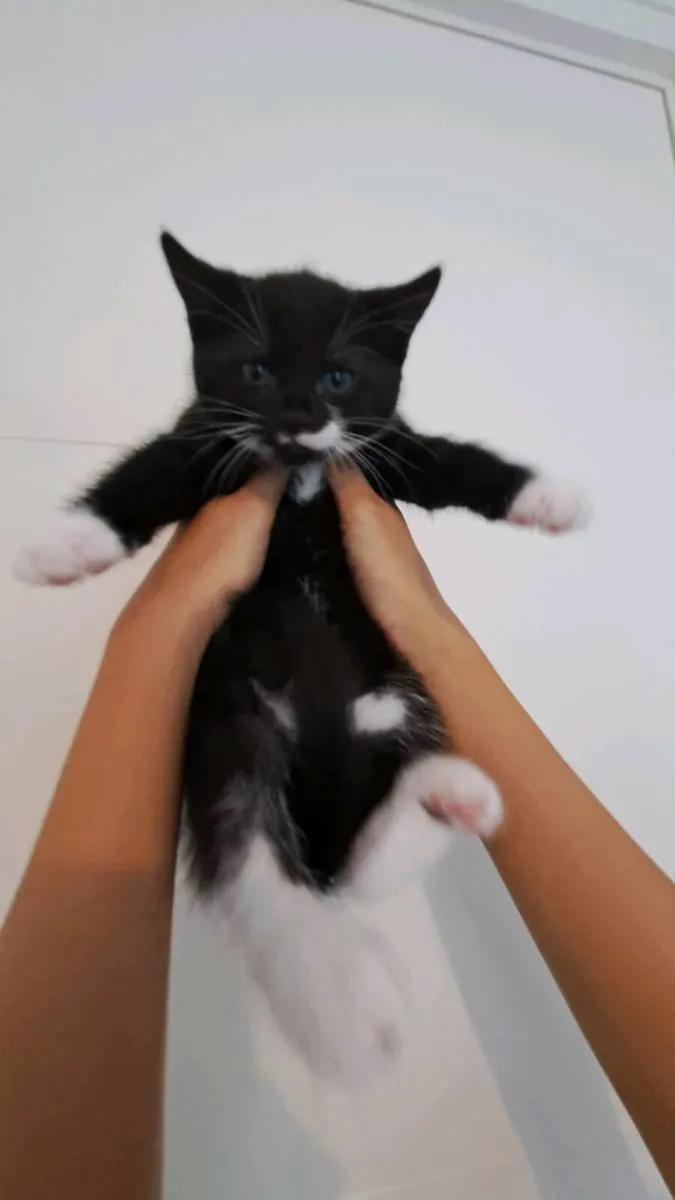 Kittens - Image 3