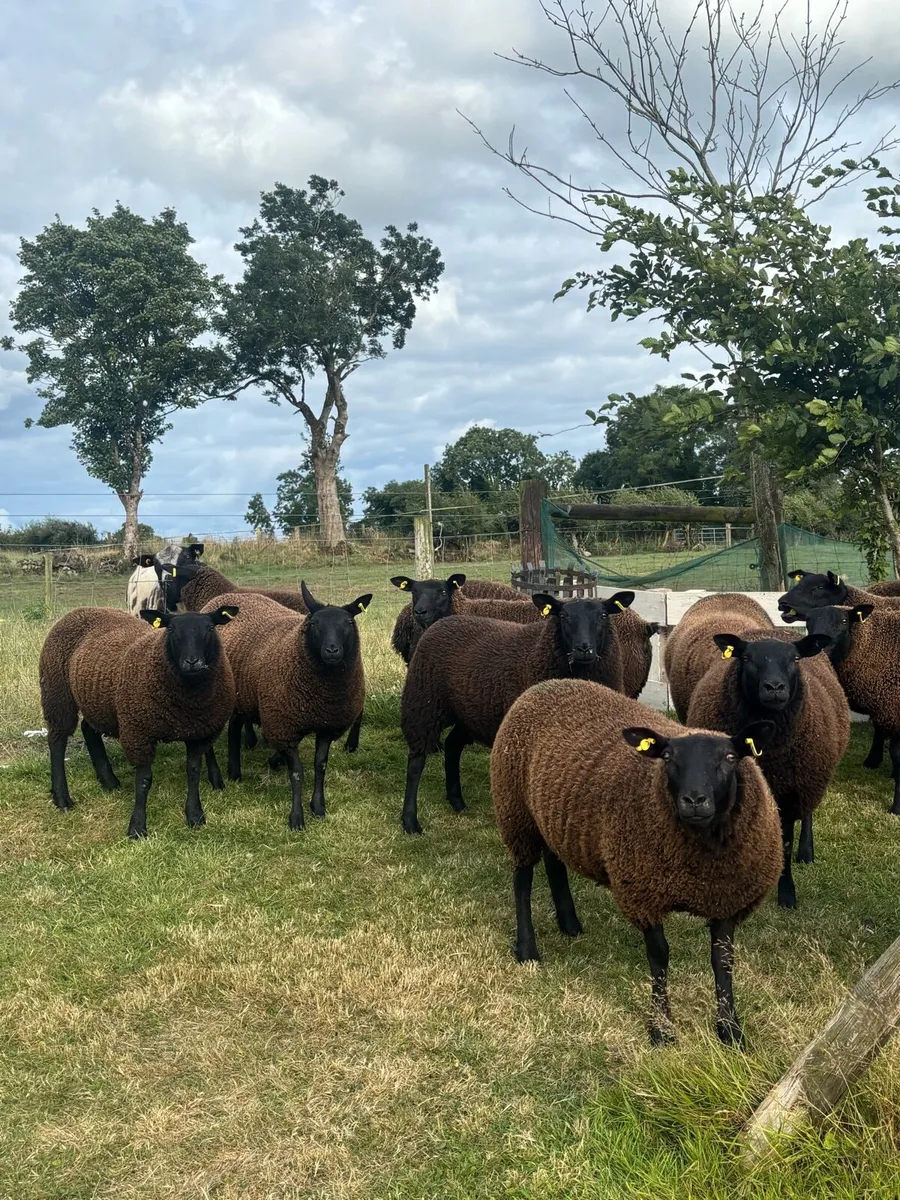 ⚡️Texel Cross Ewes ⚡️ - Image 1