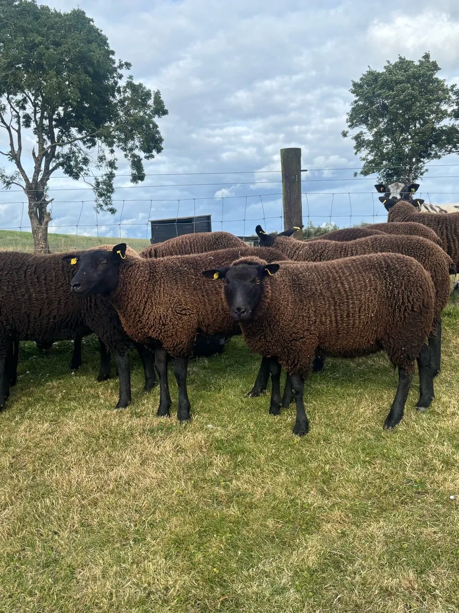 ⚡️Texel Cross Ewes ⚡️ - Image 2