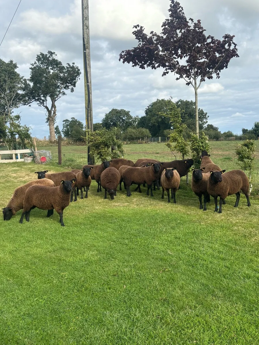 ⚡️Texel Cross Ewes ⚡️ - Image 3
