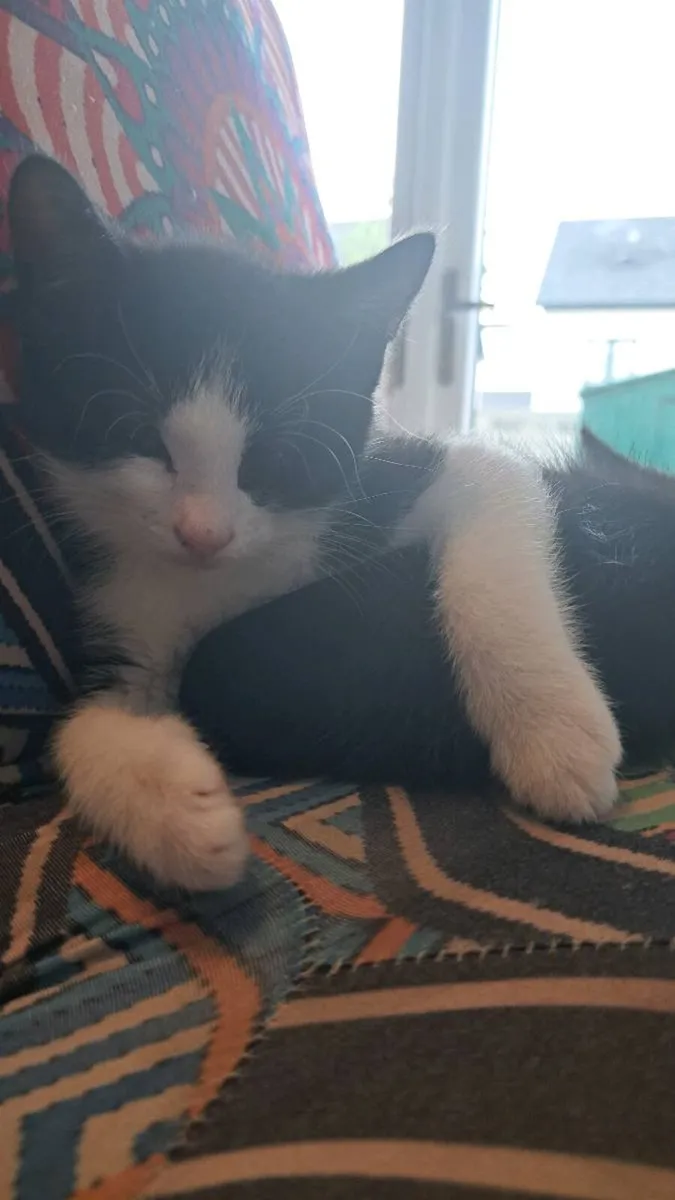 Kittens - Image 4