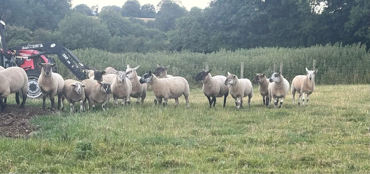 Suffolk Cross Hgt Ewes - Image 1