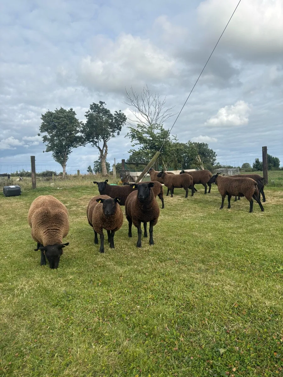 ⚡️Texel Cross Ewes ⚡️ - Image 4
