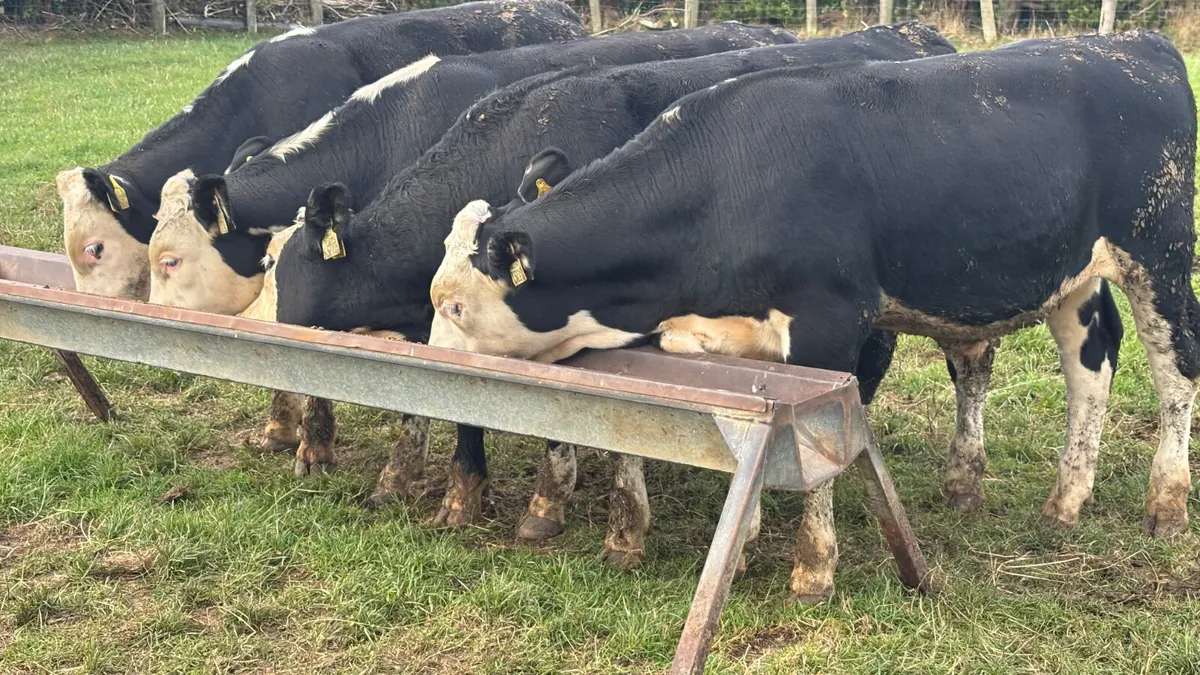 4 Quality Hereford Bull Wealings - Image 2