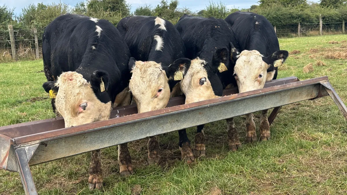 4 Quality Hereford Bull Wealings - Image 1