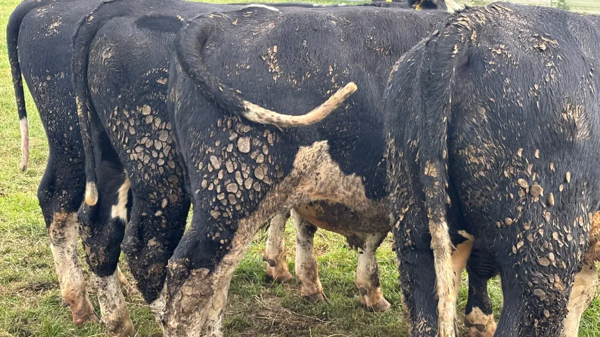 4 Quality Hereford Bull Wealings - Image 4