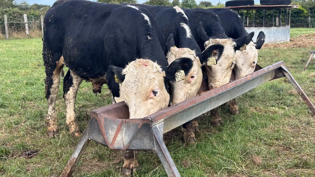 4 Quality Hereford Bull Wealings - Image 3