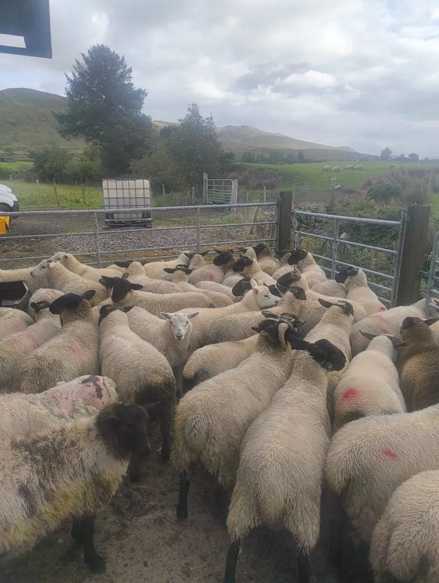 Ram and ewe lambs