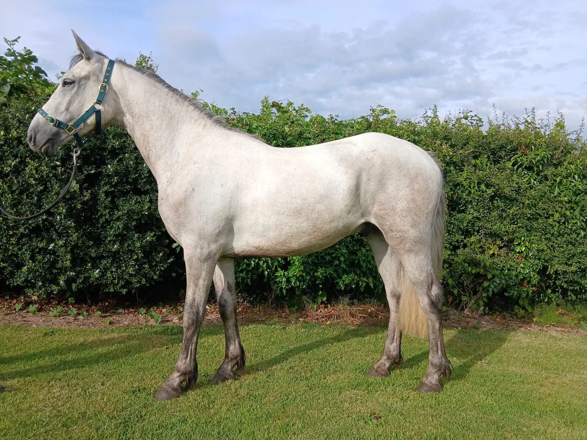Connemara gelding - Image 2