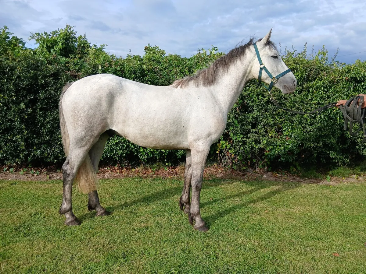 Connemara gelding - Image 3
