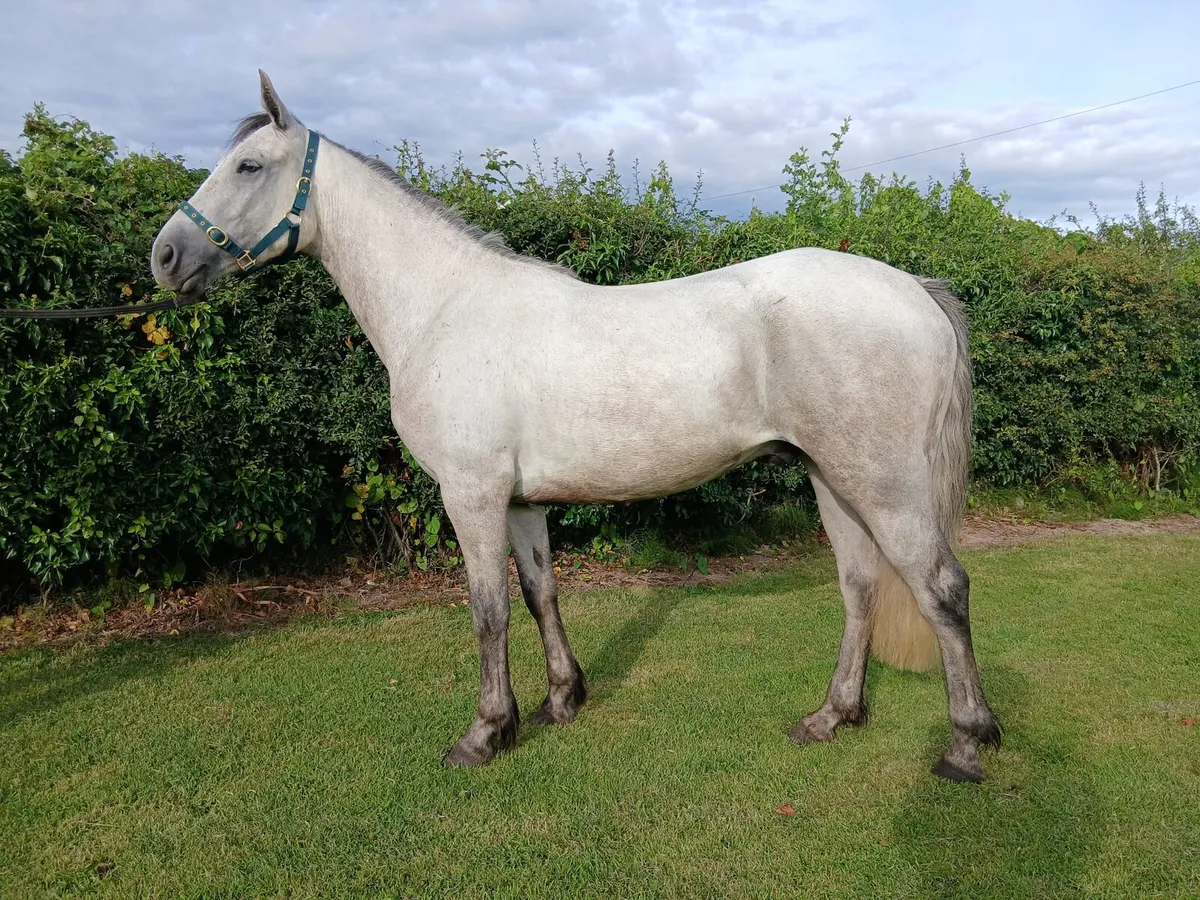 Connemara gelding - Image 4