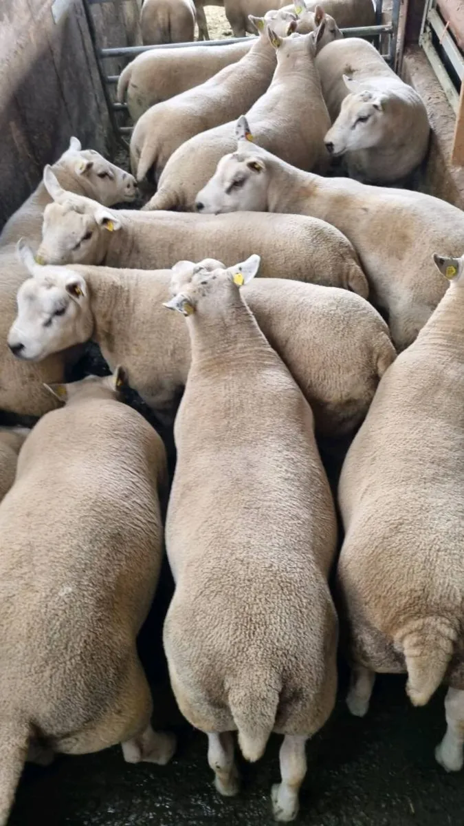 Sheep - Image 3