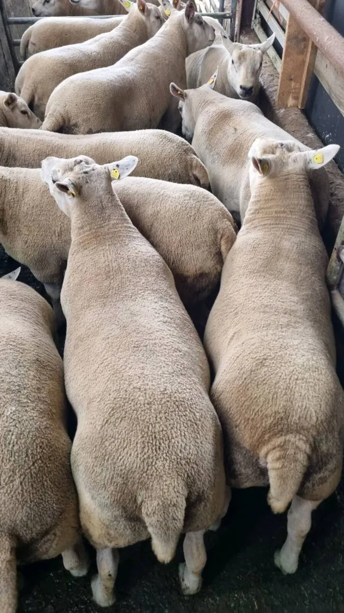 Sheep - Image 4