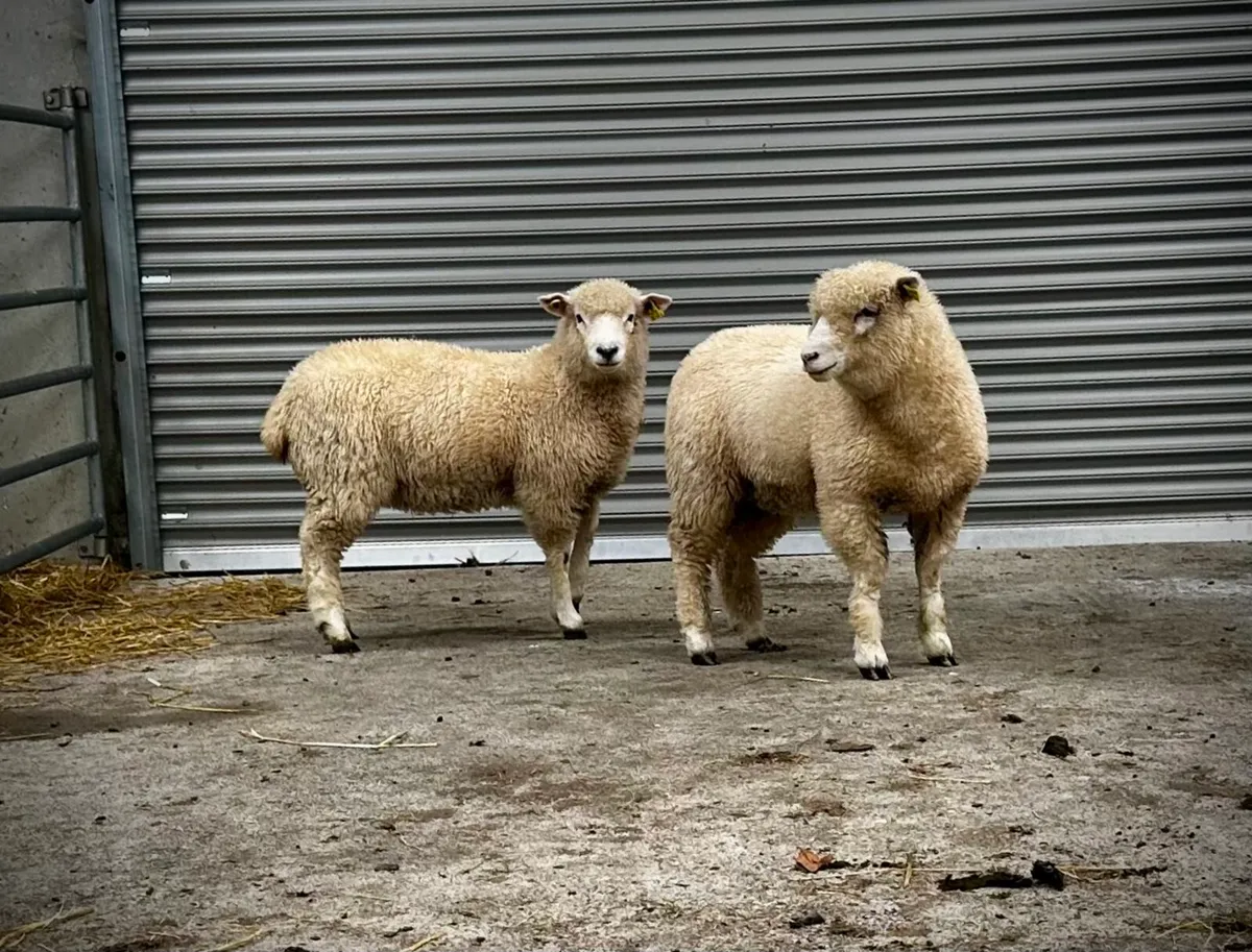 Dorset ewe lambs