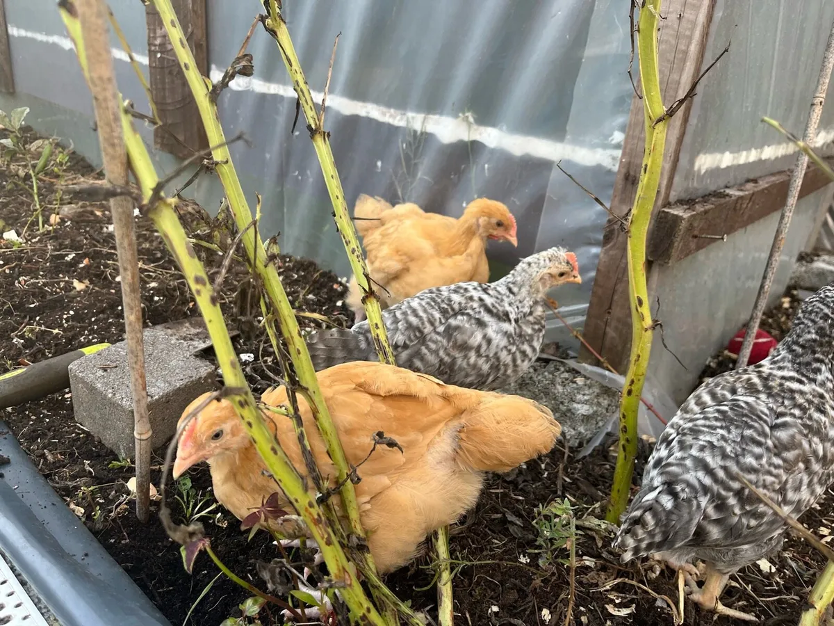 Purebred Cream Legbar & Buff Orpington cockerels. - Image 2