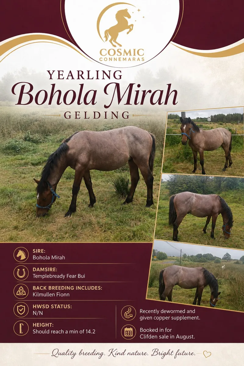 Roan Connemara Gelding - Image 1