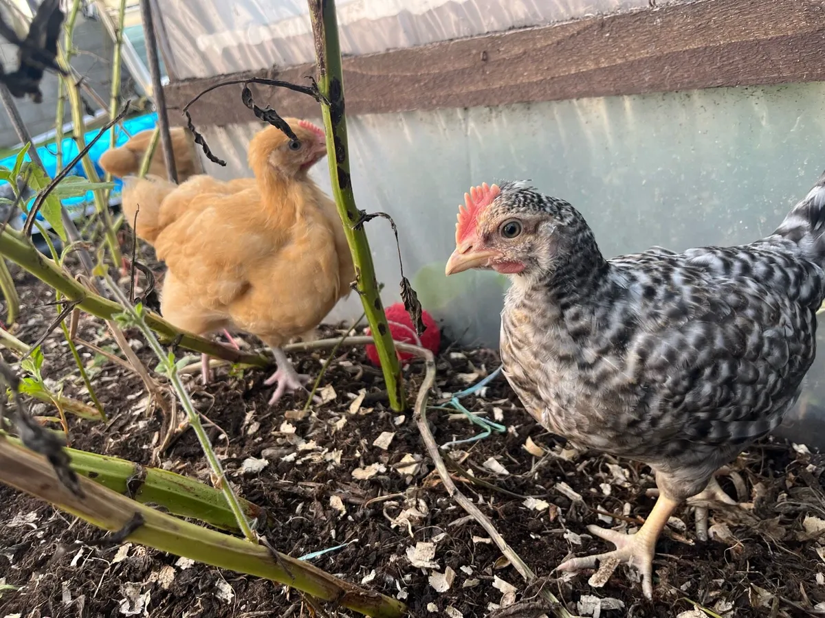Purebred Cream Legbar & Buff Orpington cockerels. - Image 3