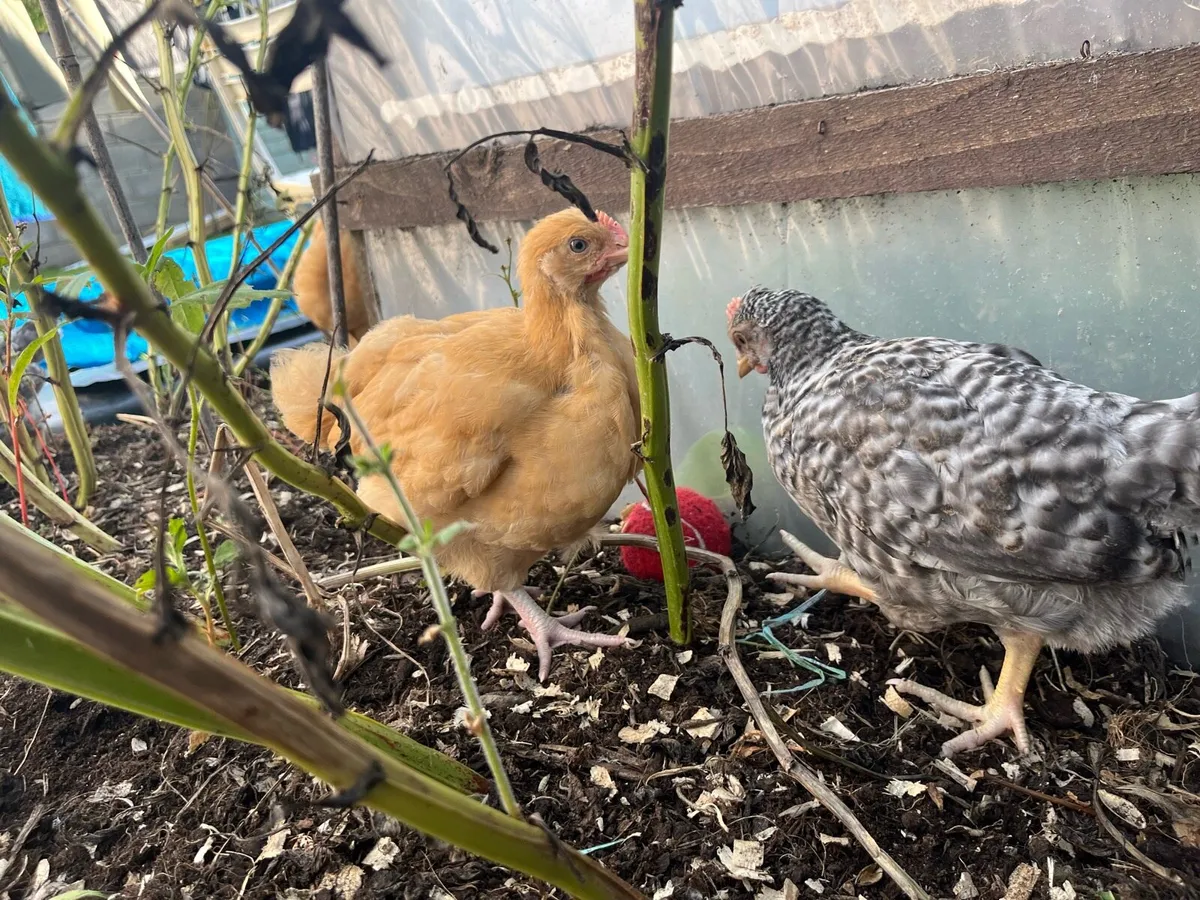 Purebred Cream Legbar & Buff Orpington cockerels. - Image 4