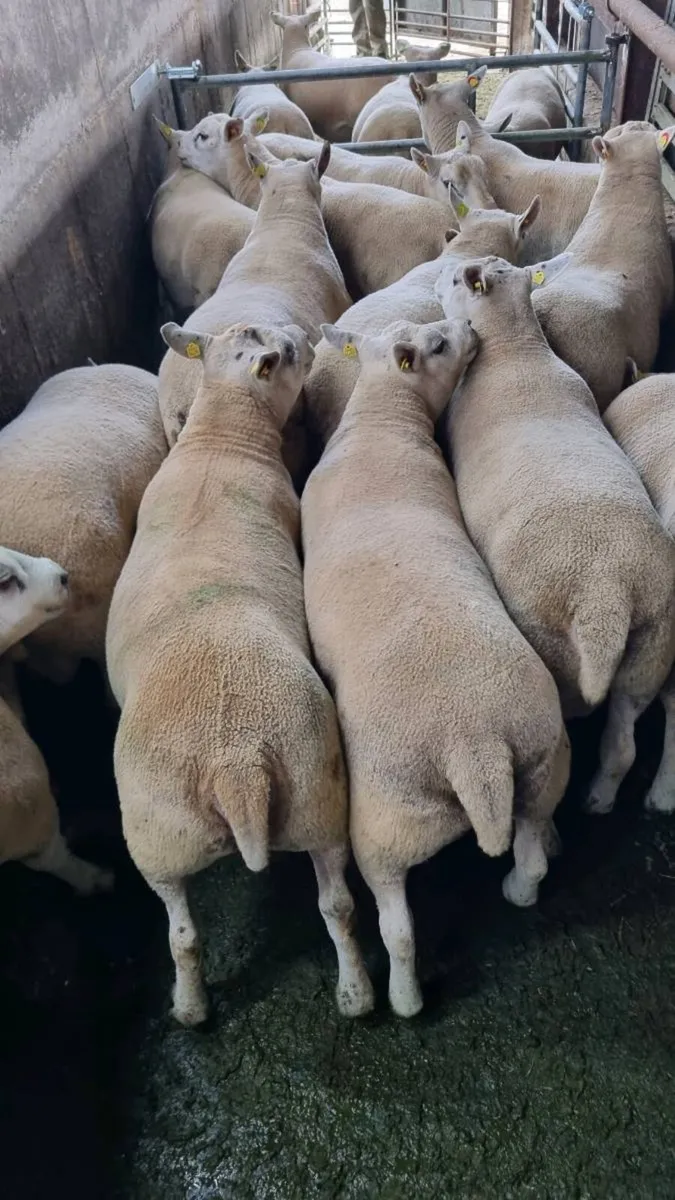 Sheep - Image 1
