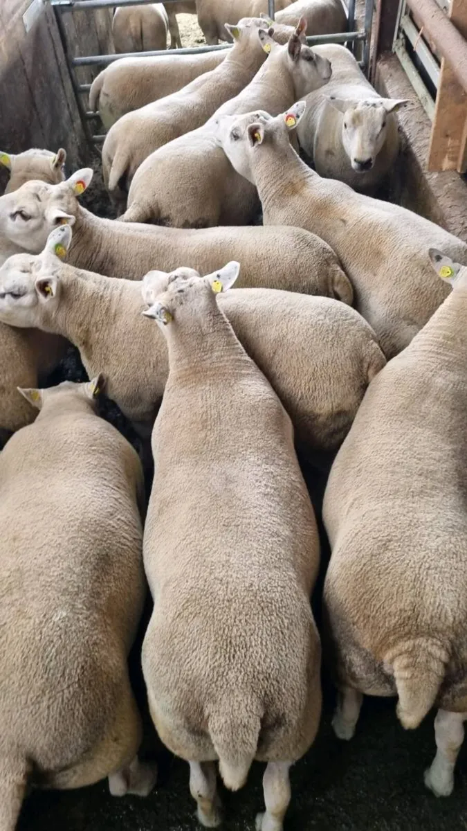 Sheep - Image 3