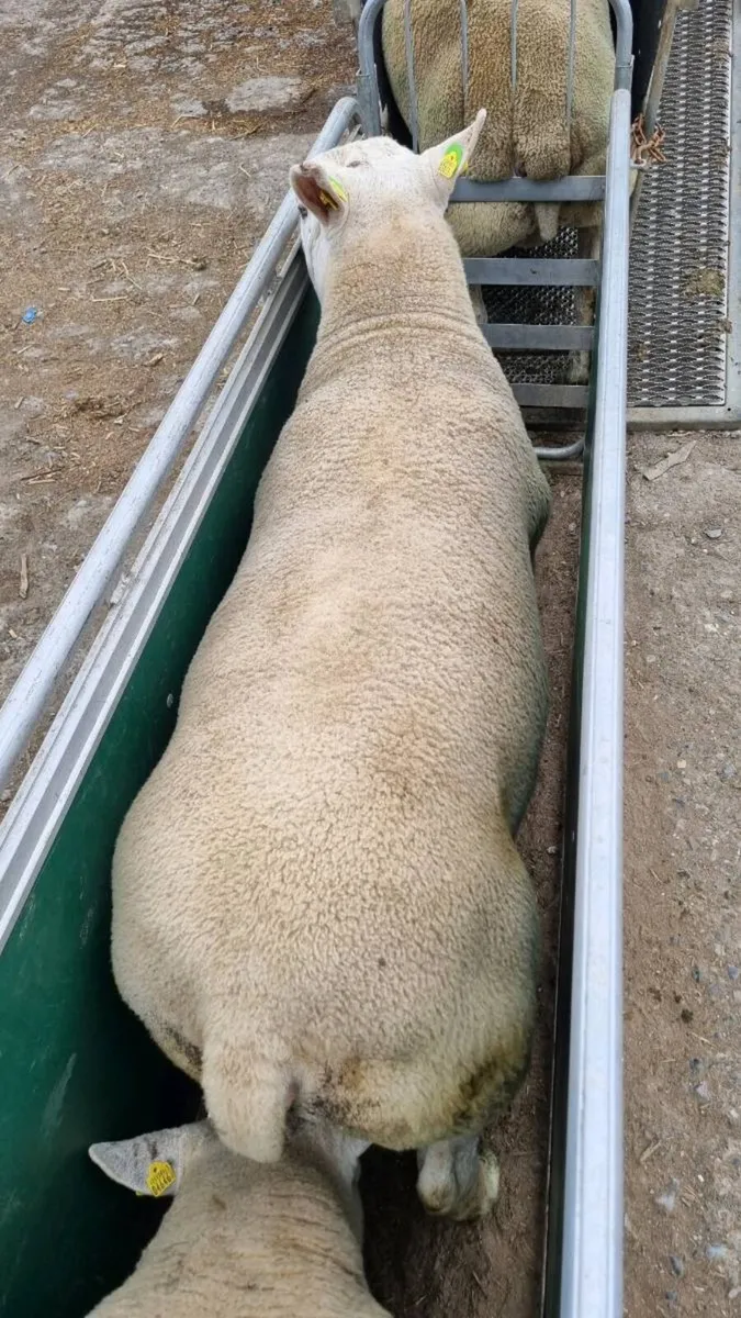 Sheep - Image 4