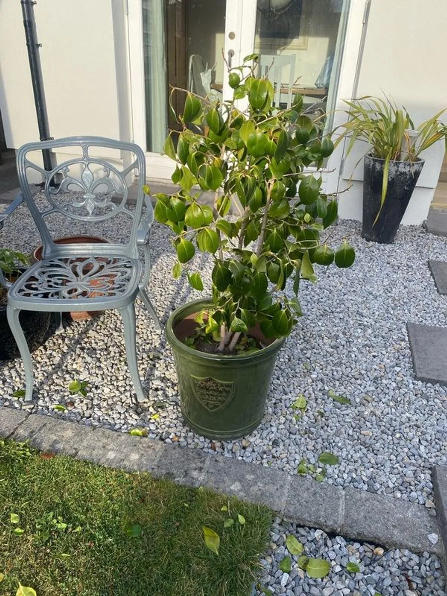 Two Outdoor Green Pots - Image 2