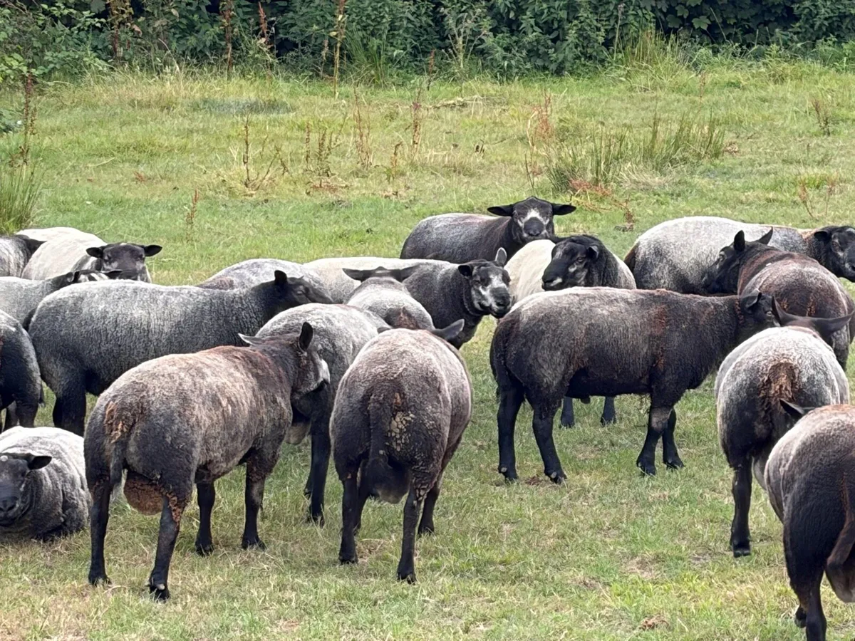 Blue Texel Rams - Image 1
