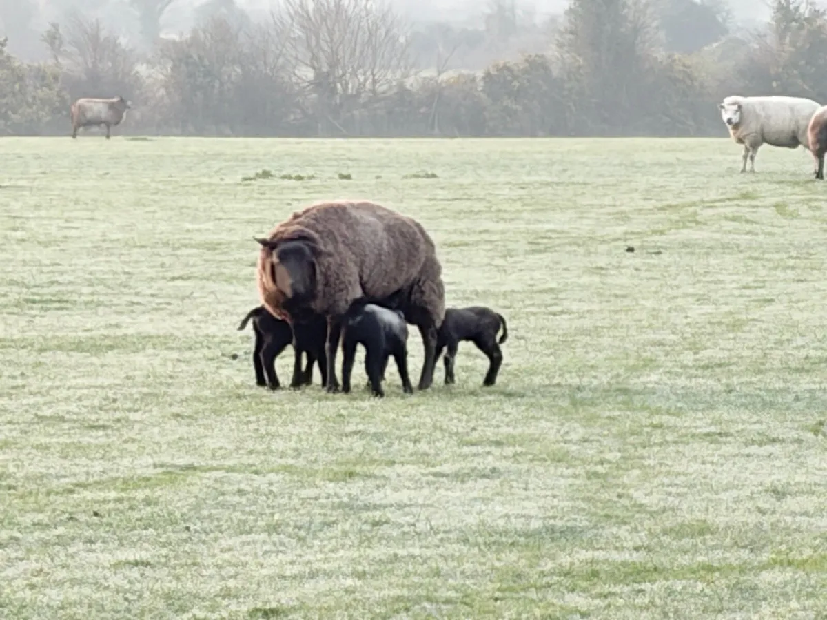 Blue Texel Rams - Image 2