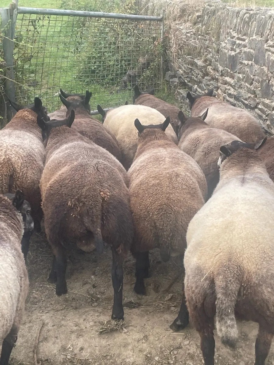 Blue Texel Rams - Image 3