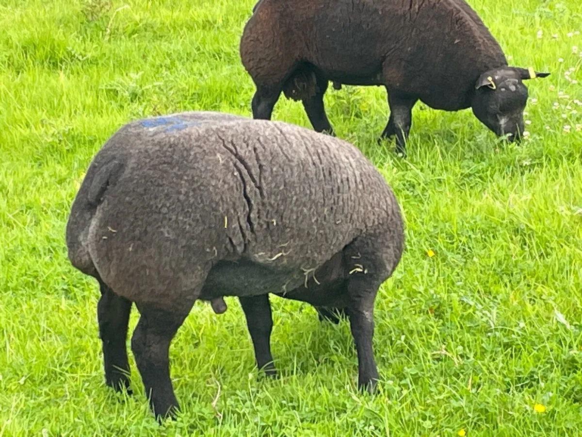 Blue Texel Rams - Image 4