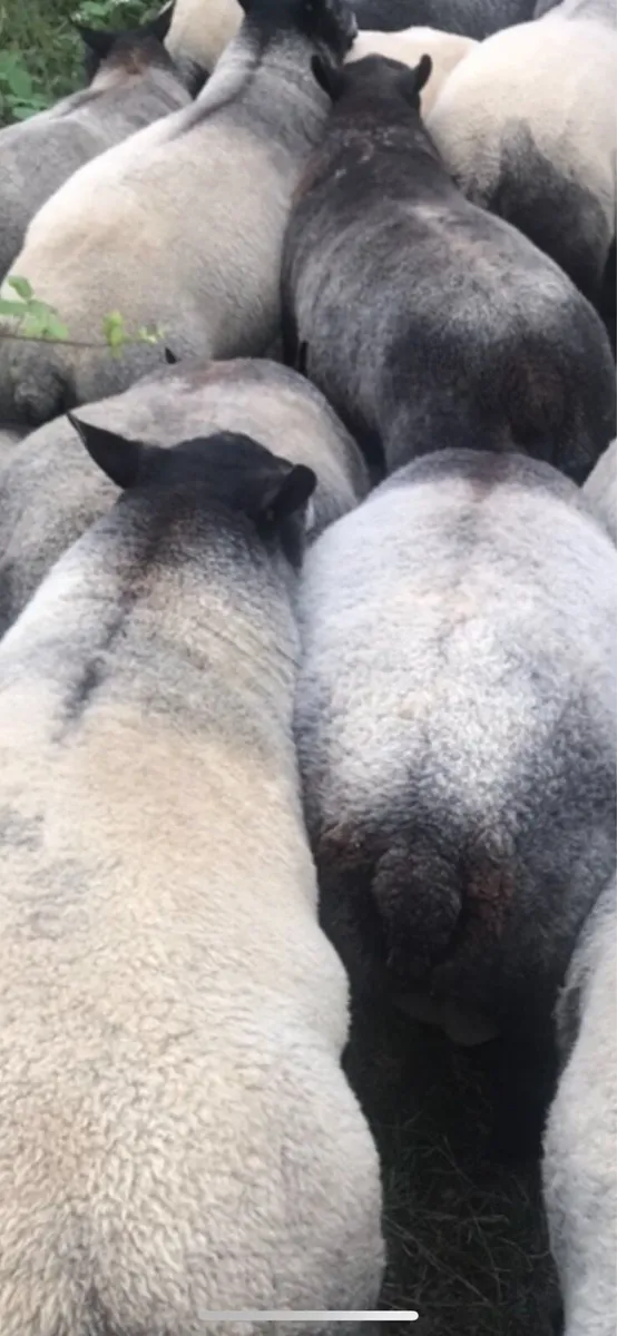 Blue Texel Rams - Image 1