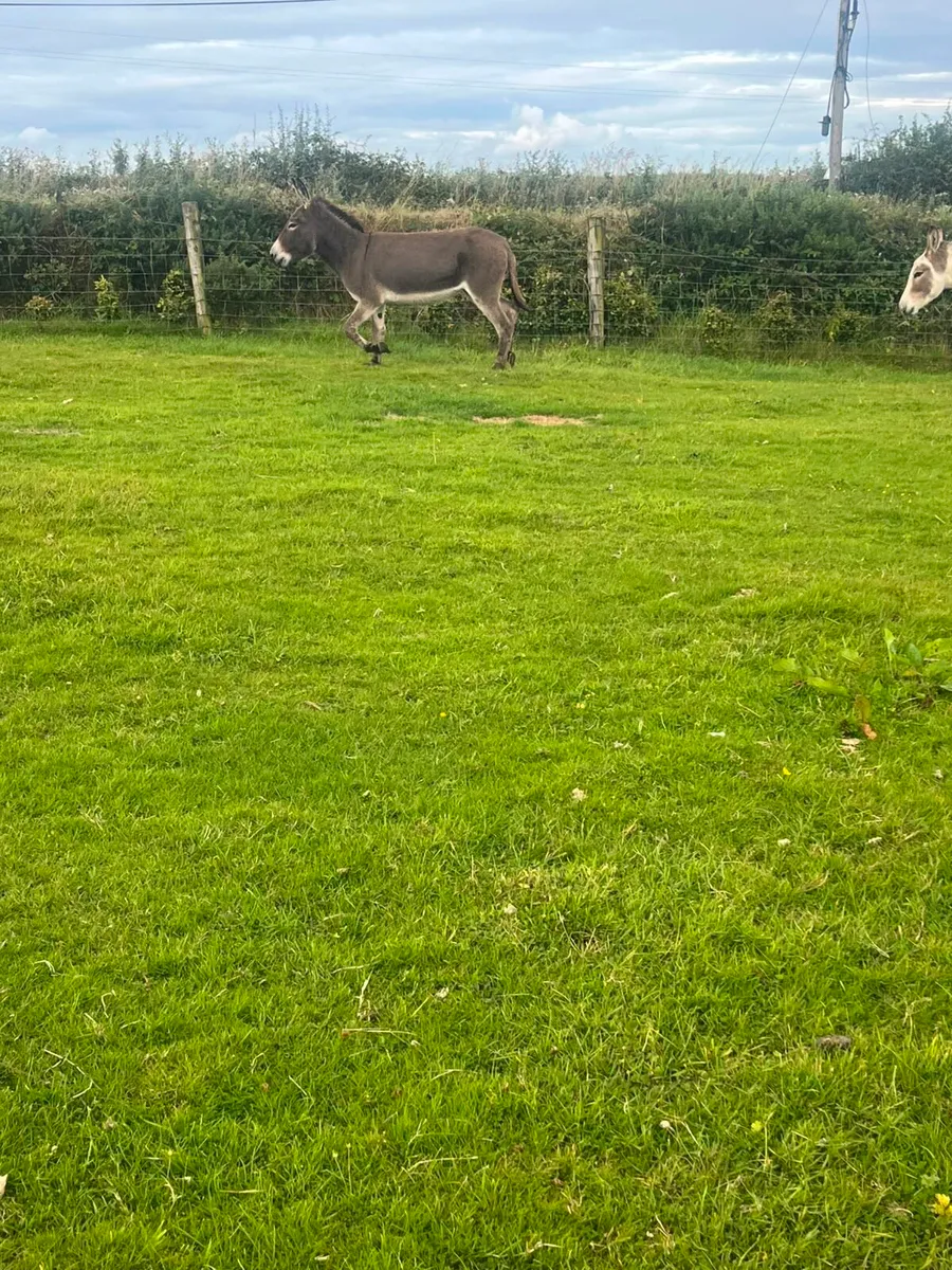Female donkeys - Image 3