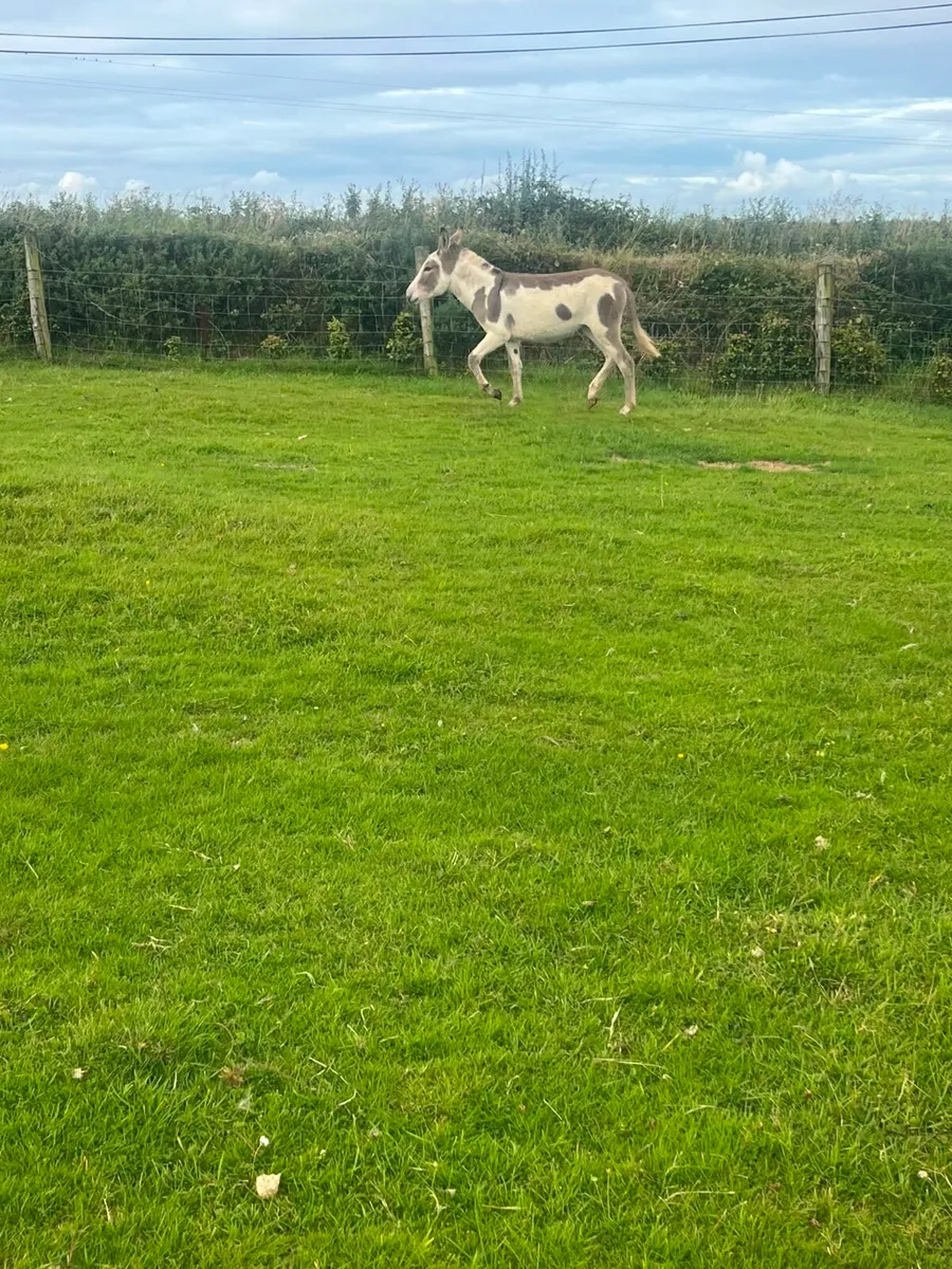 Female donkeys - Image 4